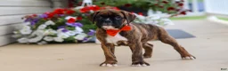 Boxer dogs for sale: Benson - Ad 5