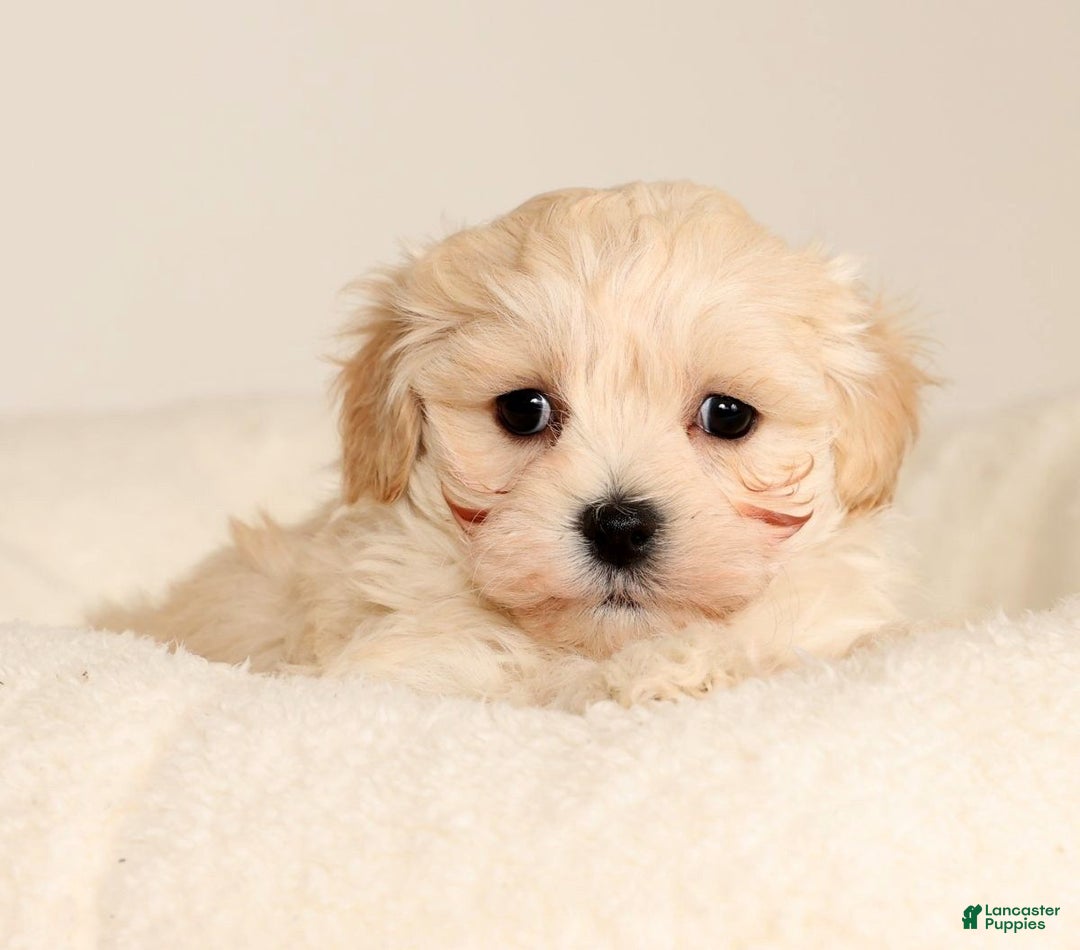 Maltipoo dogs for sale: Benny - Ad 4