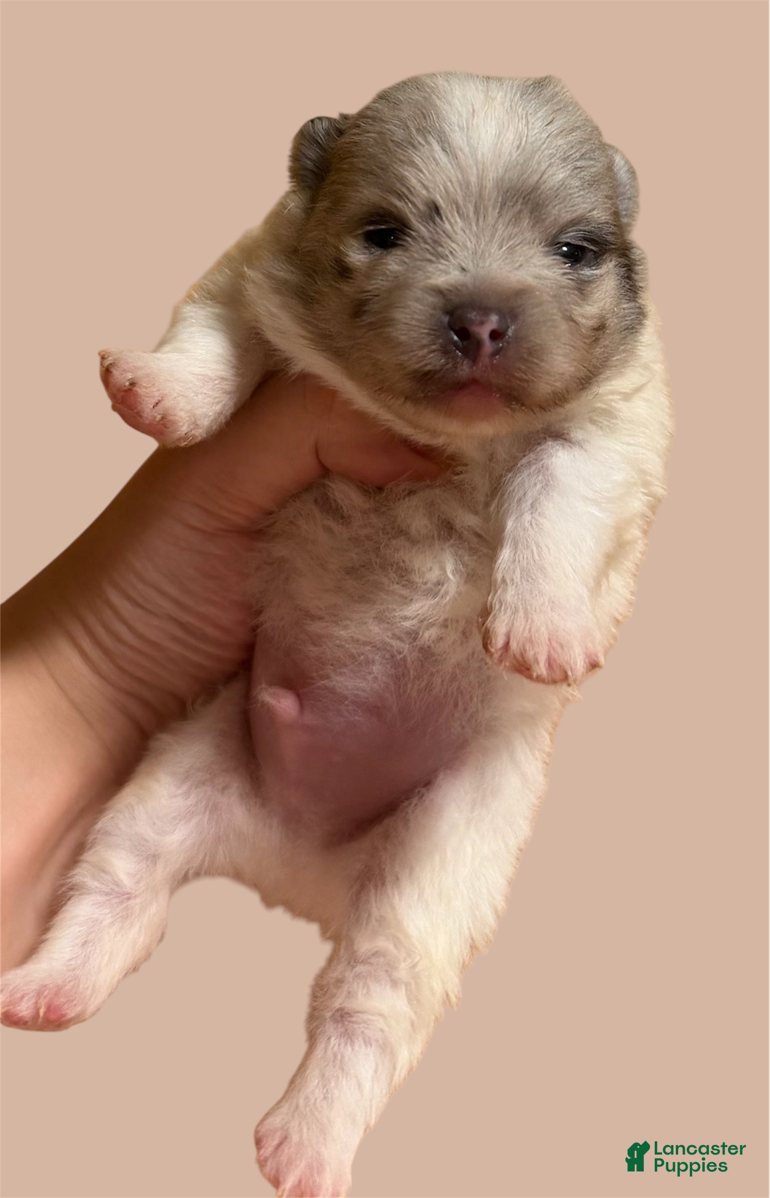 Pomeranian dogs Pomeranian Puppy 1 - Ad 5