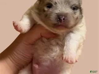 Pomeranian dogs Pomeranian Puppy 1 - Ad 5