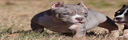 American Bully dogs for sale: American Bully Puppy 2 - Merle - Ad 1