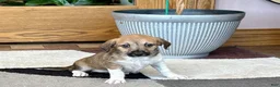 Mixed Breed dogs for sale: Italian greyhound/Havanese Sally  - Ad 10