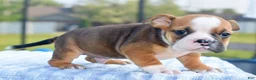 Mixed Breed dogs for sale: Bruno mini hybrid bulldog  - Ad 21