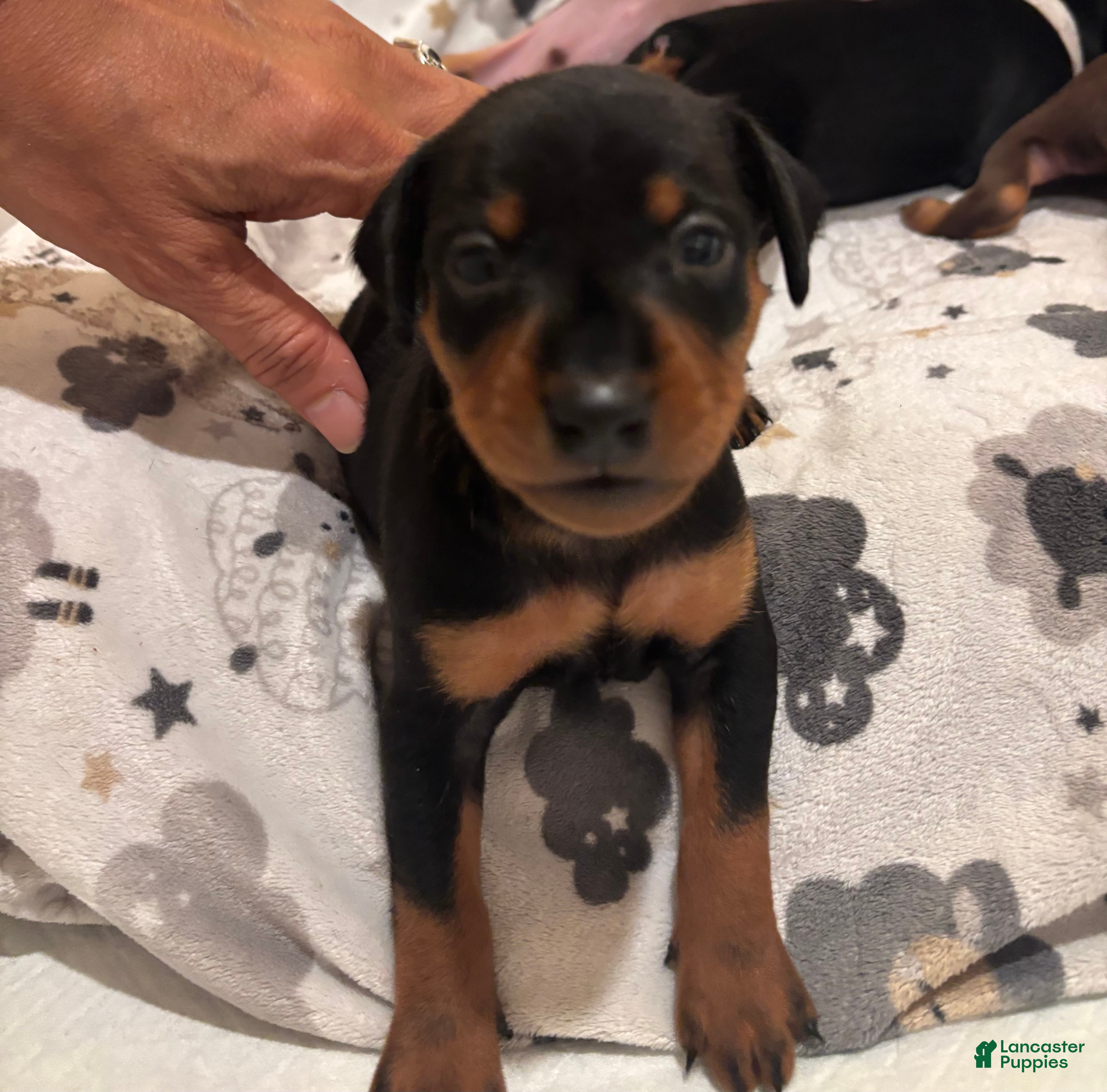 Miniature Pinscher dogs Miniature Pinscher Puppy 1 - Ad 26