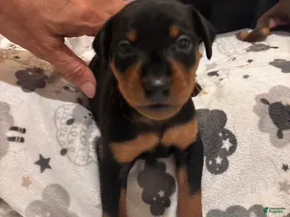 Miniature Pinscher dogs Miniature Pinscher Puppy 1 - Ad 26