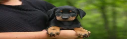 Doberman Pinscher dogs for sale:  Domino (Black Rust)🖤🐾 - Ad 4