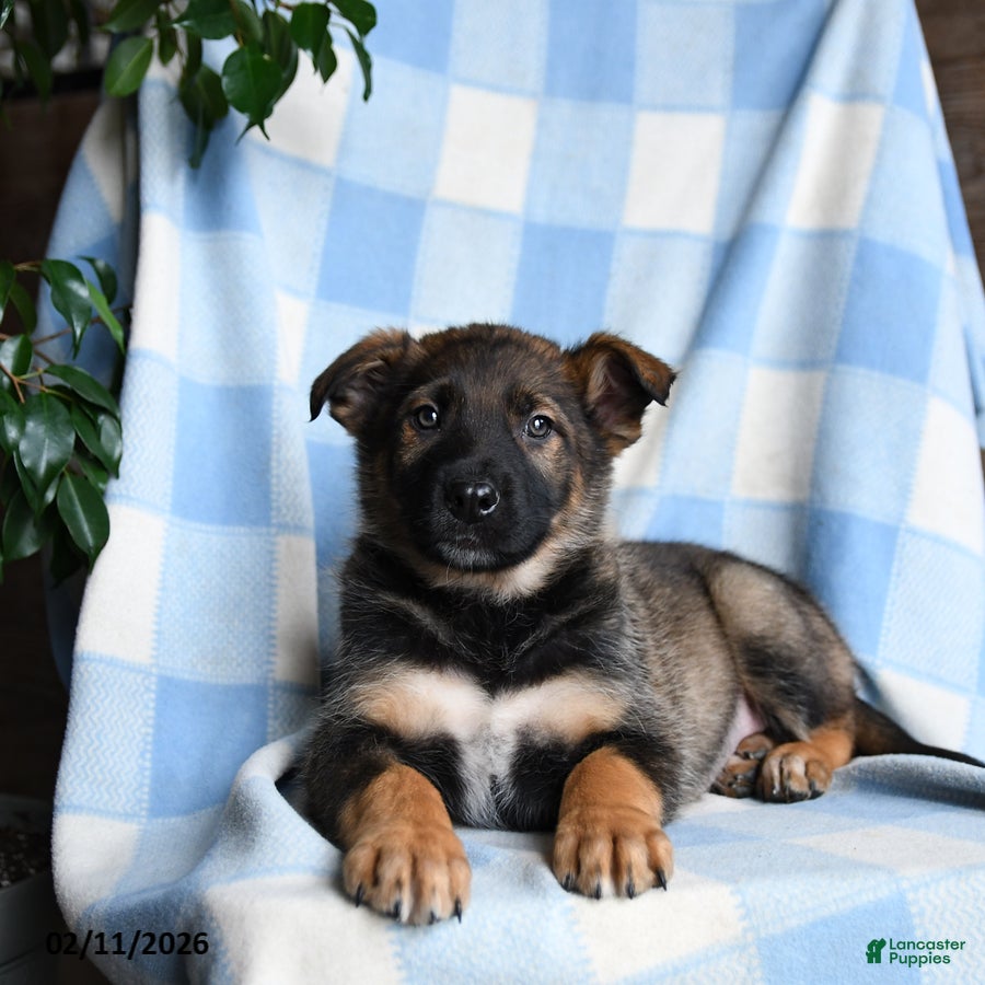 Mixed Breed dogs Bingo - Ad 2