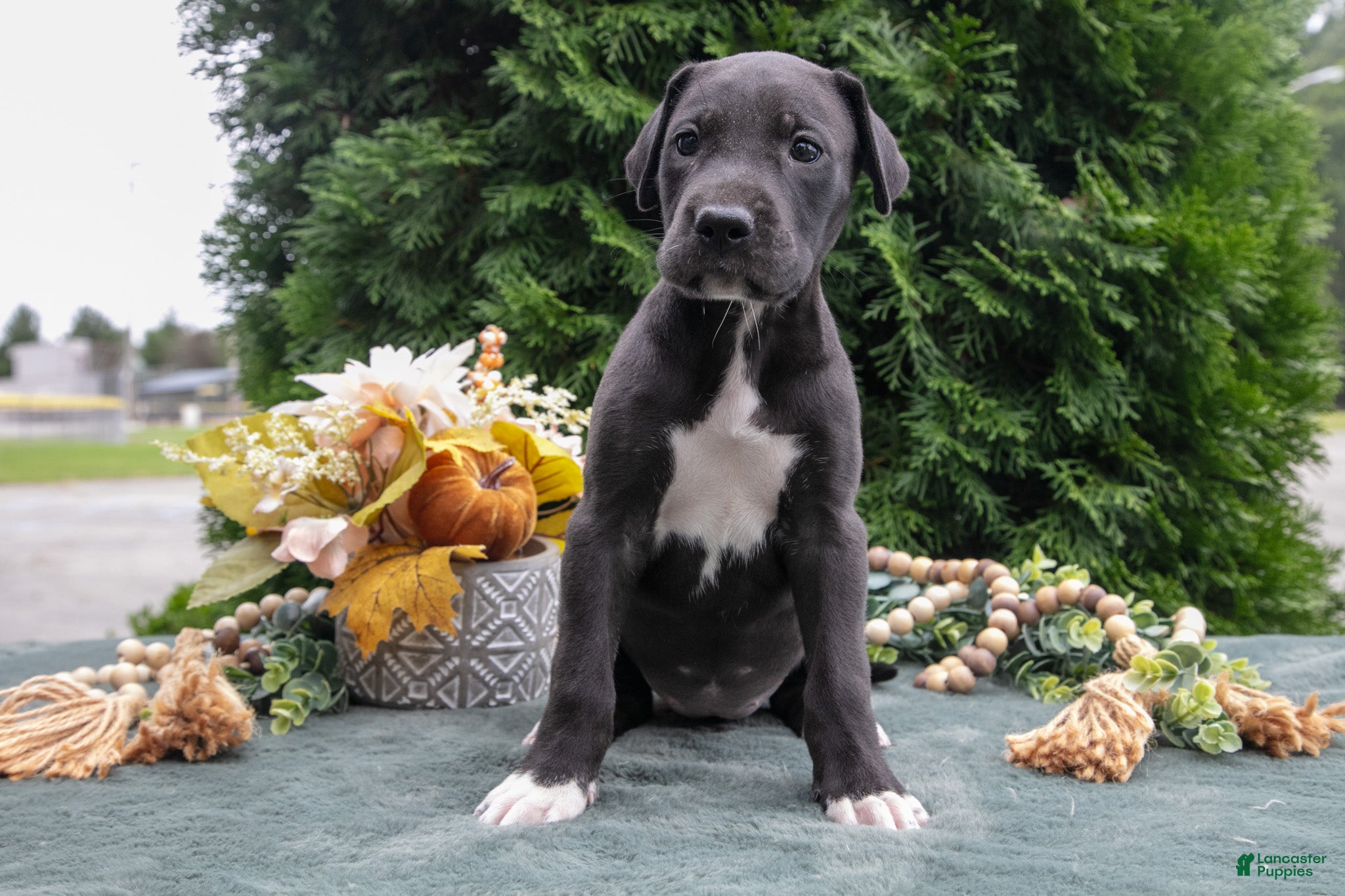 Great Dane dogs Whisper - Ad 2