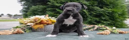 Great Dane dogs for sale: Whisper - Ad 2