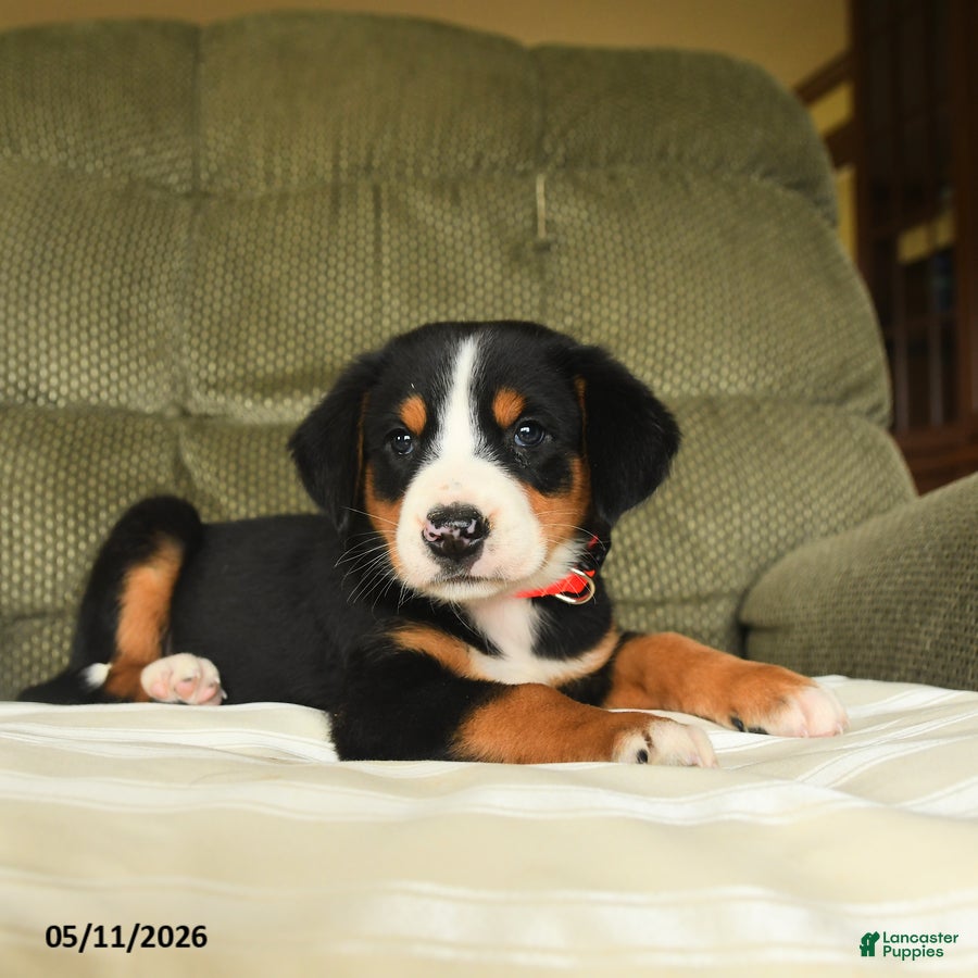 Greater Swiss Mountain Dog dogs Clementine - Ad 1