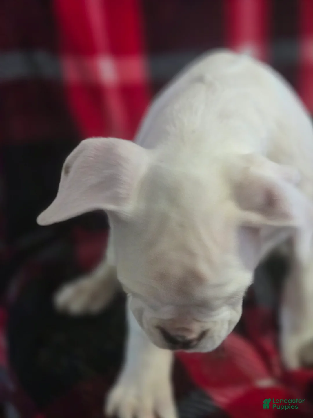 Boxer dogs for sale: Stevie - Ad 8