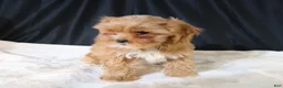 Shihpoo dogs for sale: Shihpoo Puppy 2 - Ad 3