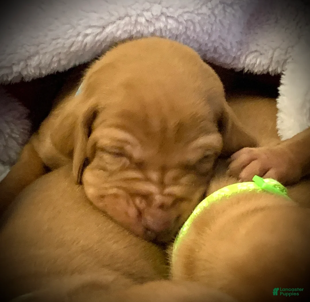 Vizsla dogs for sale: Vizsla Puppy 1 - Ad 9