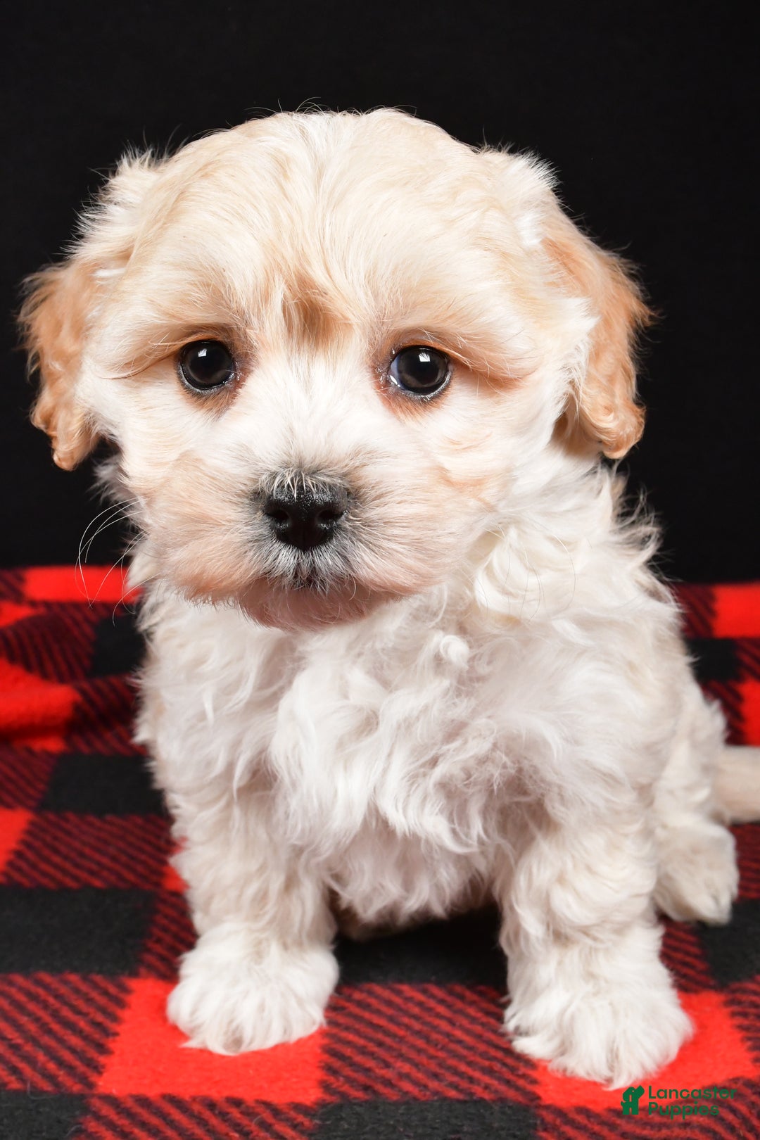 Maltipoo dogs for sale: Finley - Ad 6