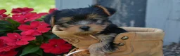 Yorkshire Terrier dogs for sale: Freedom - Ad 2