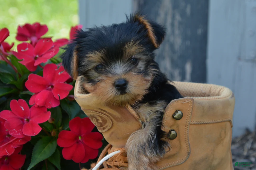 Yorkshire Terrier dogs for sale: Freedom - Ad 2