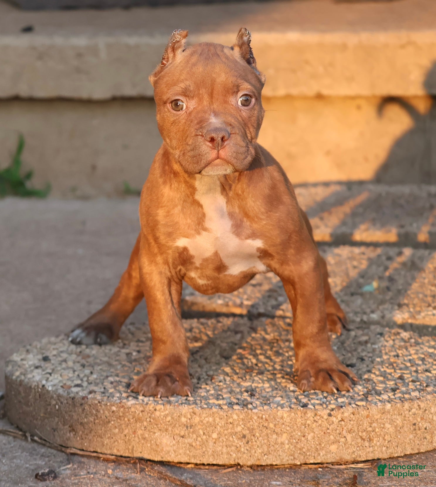 American Bully dogs Ramses - XL - ABKC - Ad 1