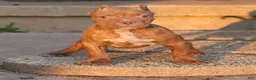 American Bully dogs for sale: Ramses - XL - ABKC - Ad 1