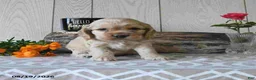 Cocker Spaniel dogs for sale: Banjo - Ad 4