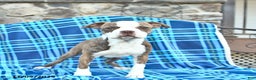 Boston Terrier dogs for sale: Tucker - Ad 3