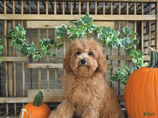 Cavapoo dogs - Ad 21