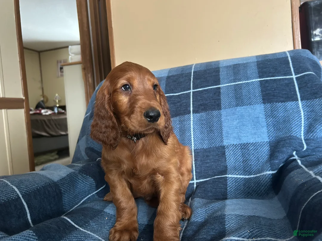 Irish Setter dogs for sale: Irish Setter male black collar - Ad 1
