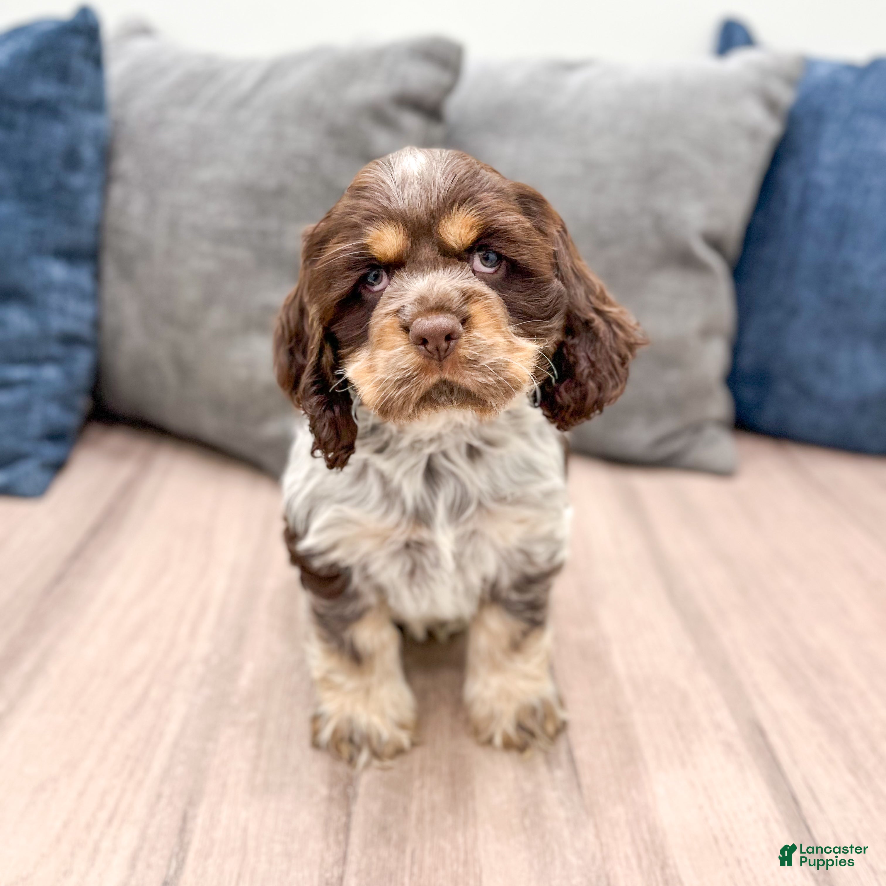 Cocker Spaniel dogs Jarvis - Ad 1
