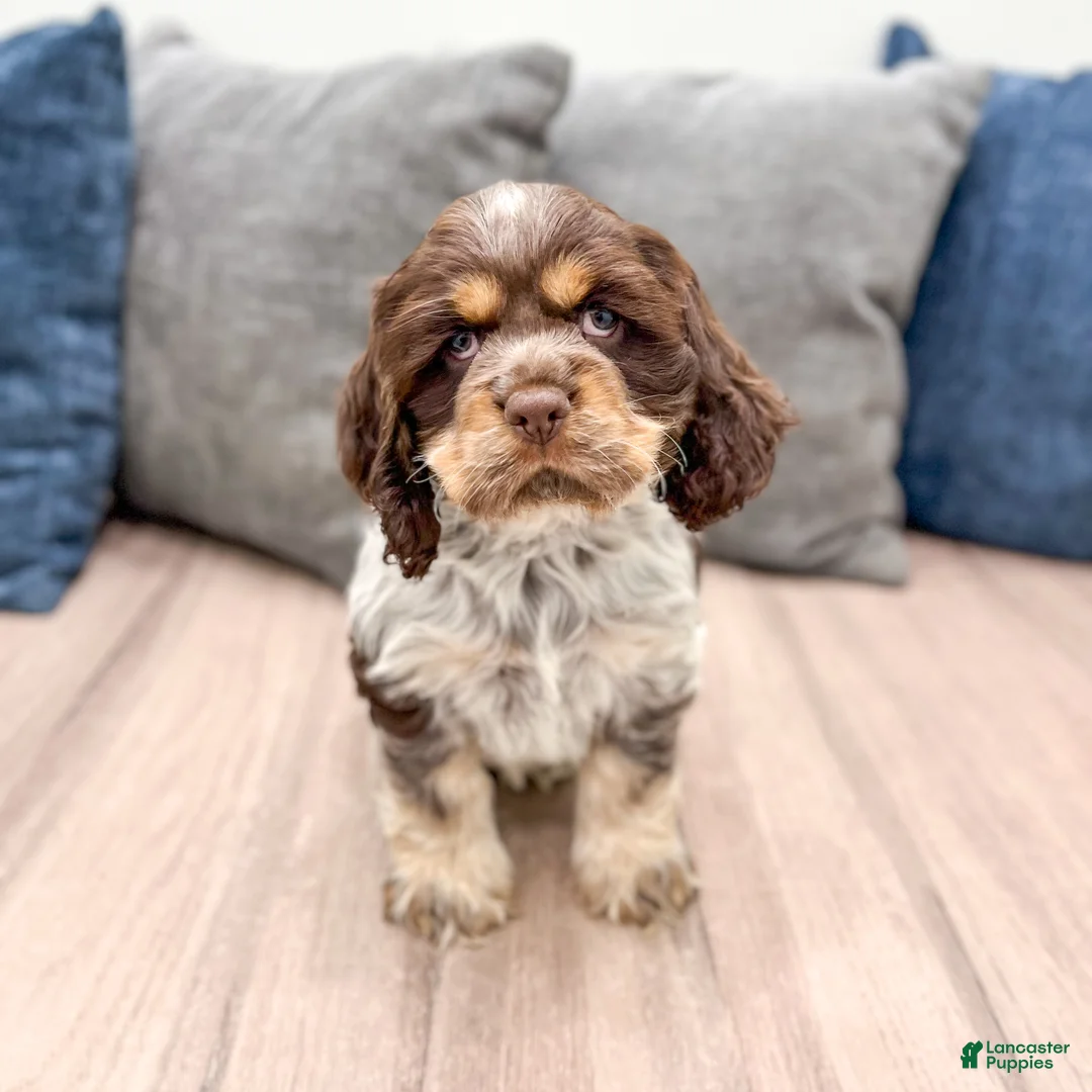 Cocker Spaniel dogs for sale: Jarvis - Ad 1