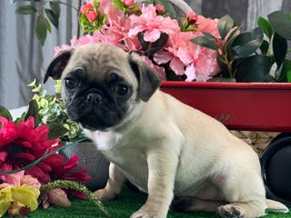 Pug dogs Princess - Ad 32