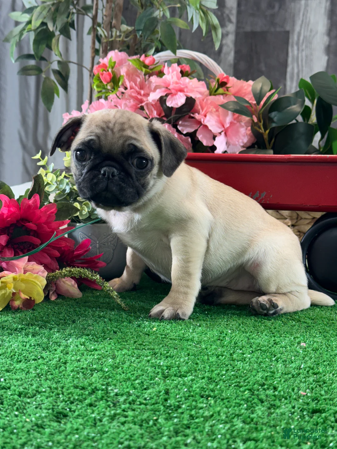 Pug dogs for sale: Princess  - Ad 1