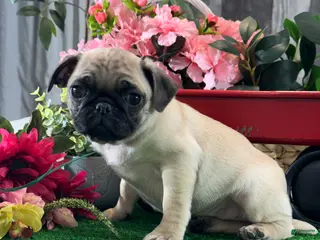 Pug dogs Princess - Ad 32