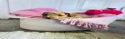 Miniature Poodle dogs for sale: Miniature Poodle Puppy 2 - Ad 2
