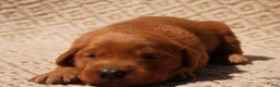 Golden Retriever dogs for sale: Daisy -AKC, Genetically Clear - Ad 92