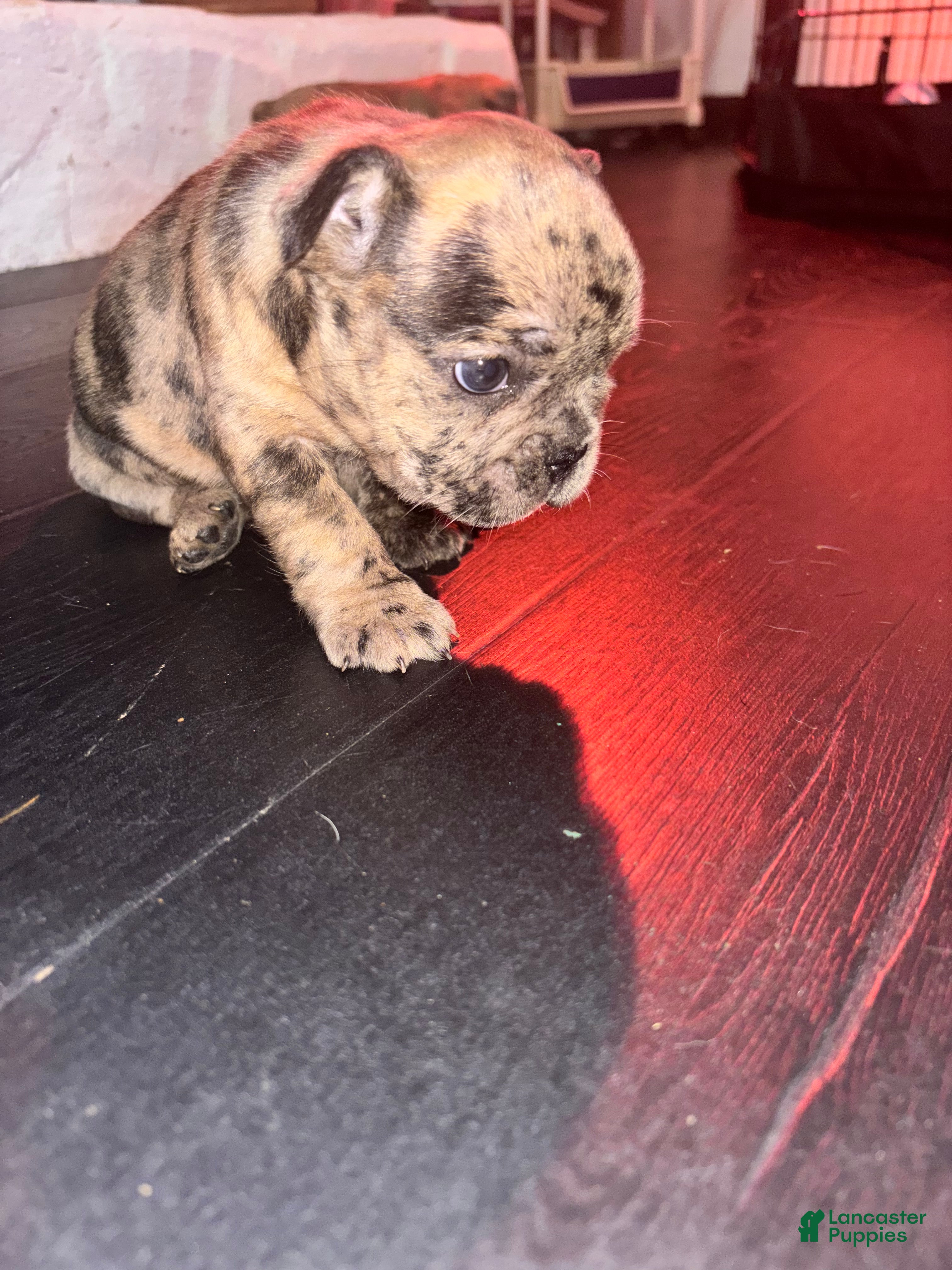 French Bulldog dogs CoCo - Ad 2