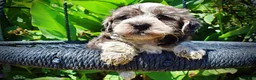 Havapoo dogs for sale: Icon - Ad 2