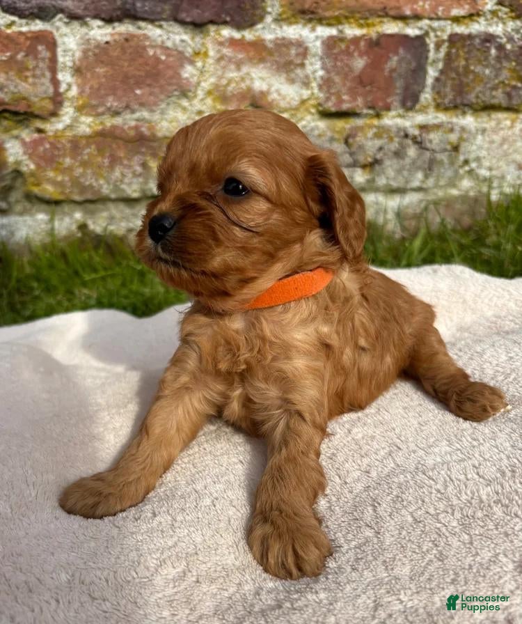 Cavapoo dogs Cindy - Ad 36