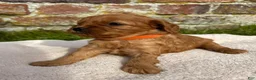 Cavapoo dogs for sale: Cindy - Ad 1
