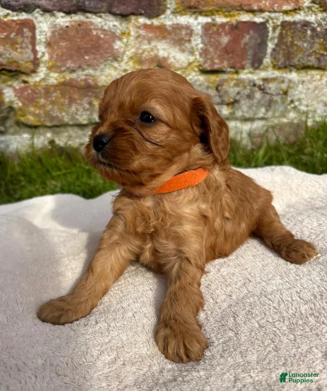 Cavapoo dogs for sale: Cindy - Ad 1