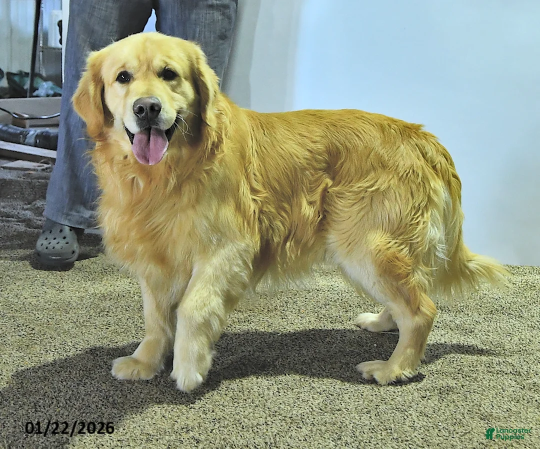 Golden Retriever dogs for sale: Bella   - Ad 6