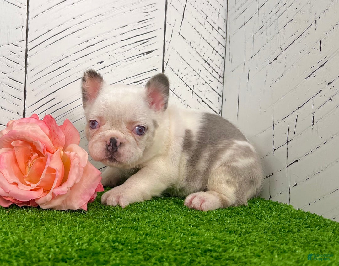 French Bulldog dogs for sale: Kiki - Ad 1
