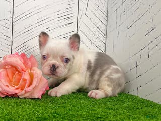 French Bulldog dogs Kiki - Ad 39