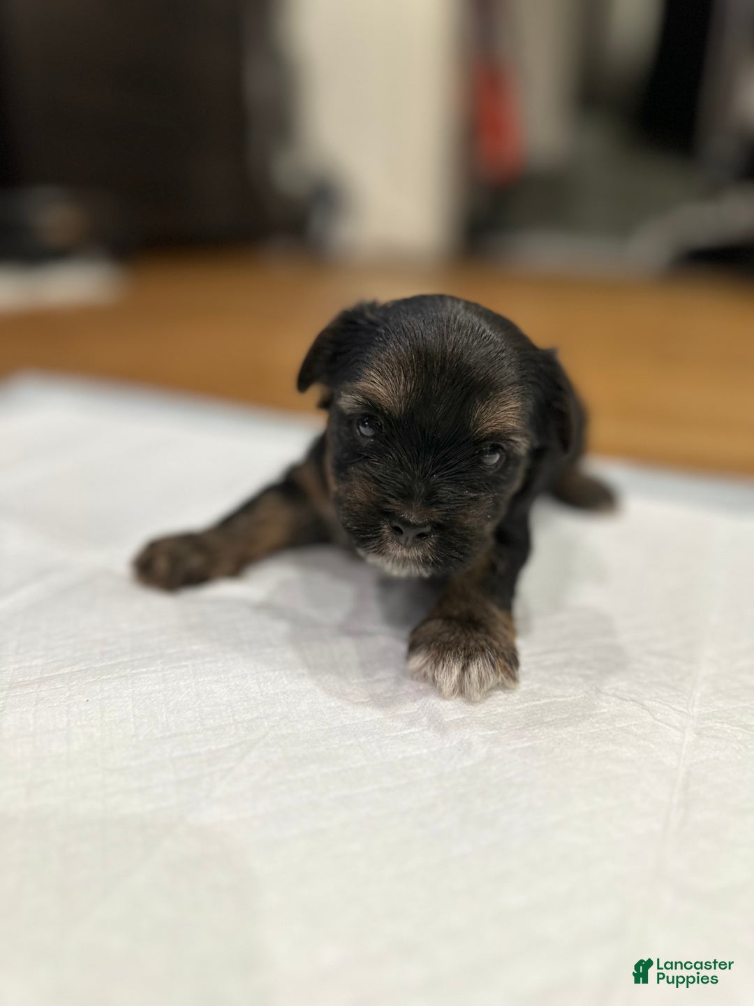 Yorkshire Terrier dogs for sale: Yorkshire Terrier Puppy 1 - Ad 1