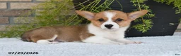 Welsh Corgi Pembroke dogs for sale: Tyler - Ad 2