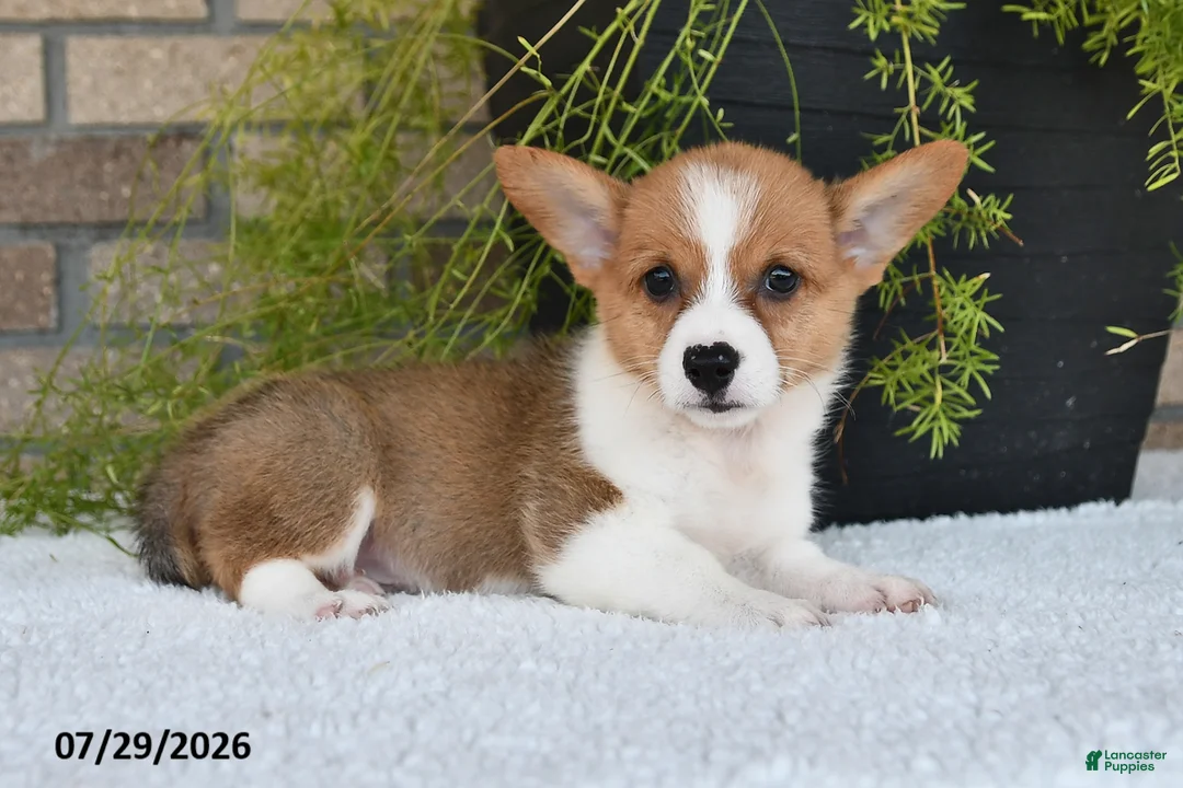 Welsh Corgi Pembroke dogs for sale: Tyler - Ad 2