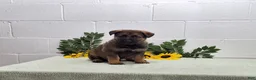 German Shepherd dogs for sale: Scoopy - Ad 5