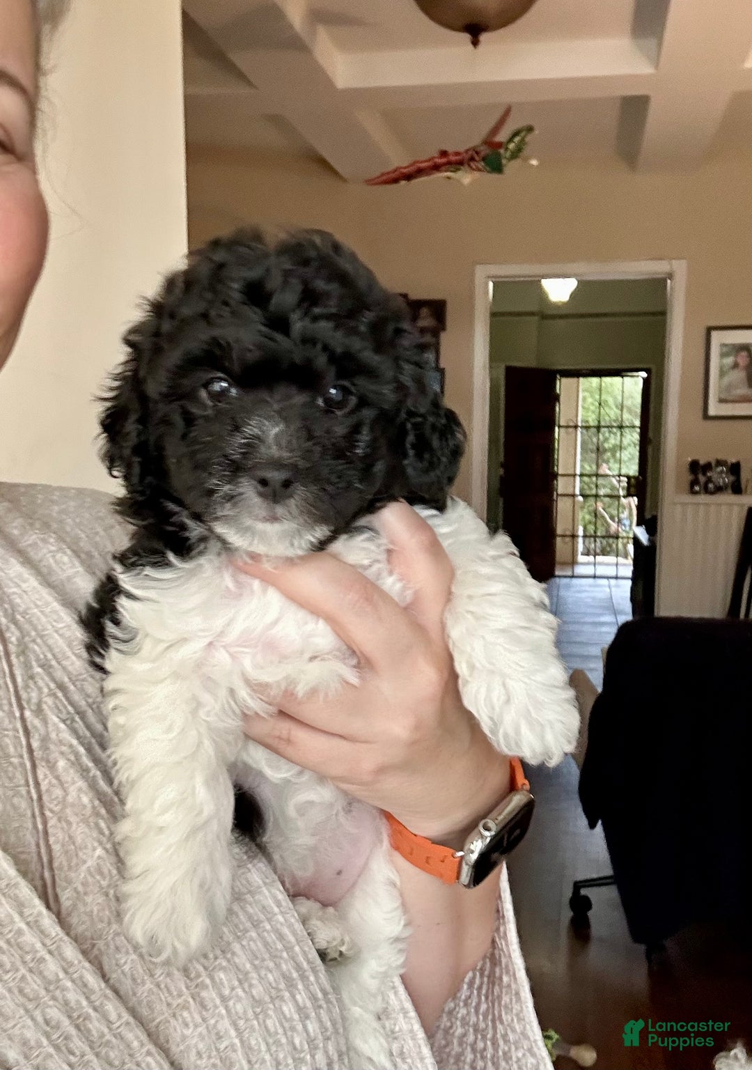 Bichpoo dogs for sale: Tilly - Ad 1