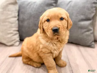 Golden Retriever dogs for sale: Hailey - Ad 2
