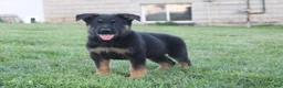 German Shepherd dogs for sale: Charlie - Ad 5