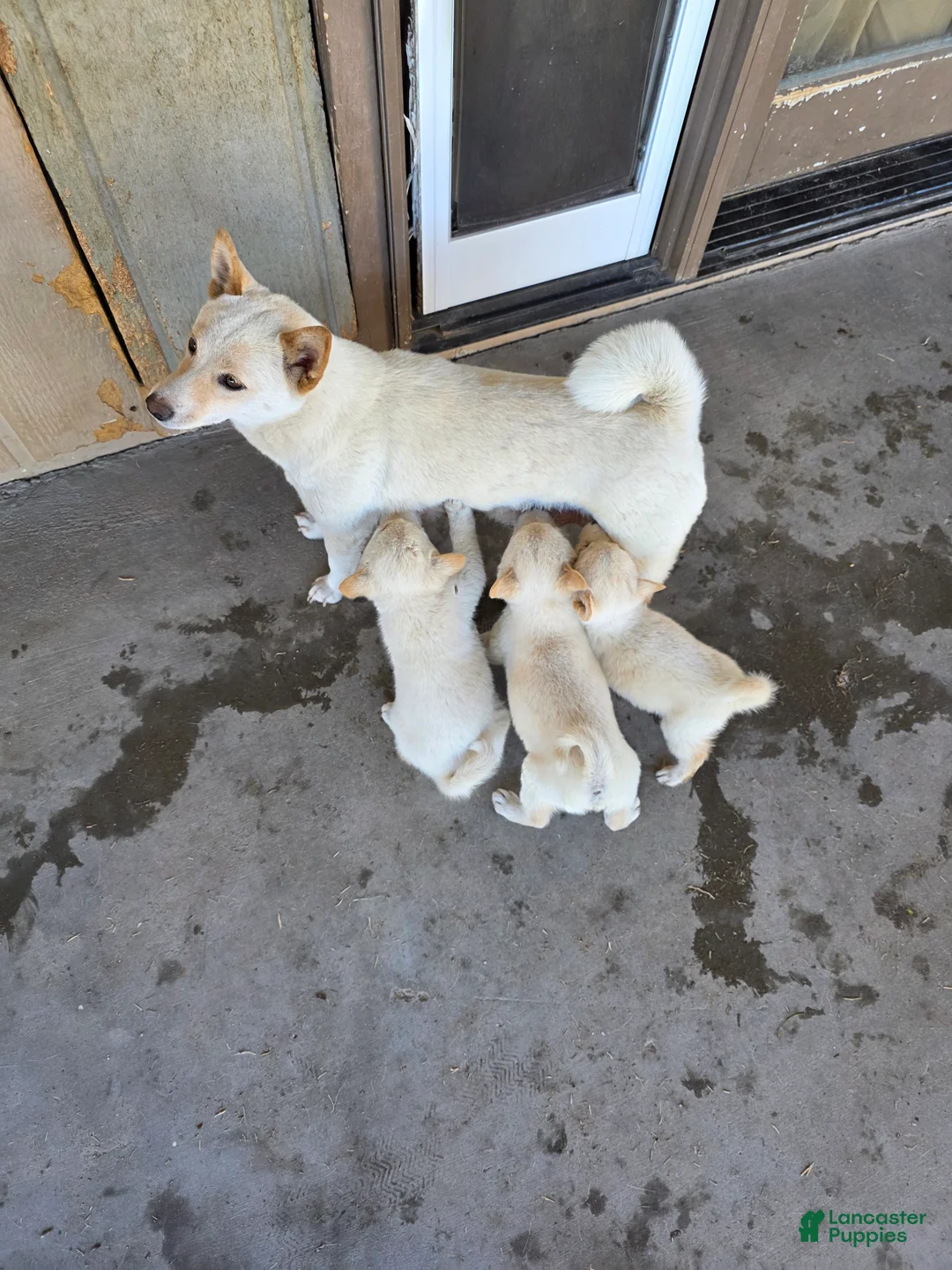 Shiba Inu dogs for sale: Shiba Inu Puppy 2 - Ad 2