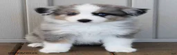 Australian Shepherd dogs for sale: Doris - Ad 3